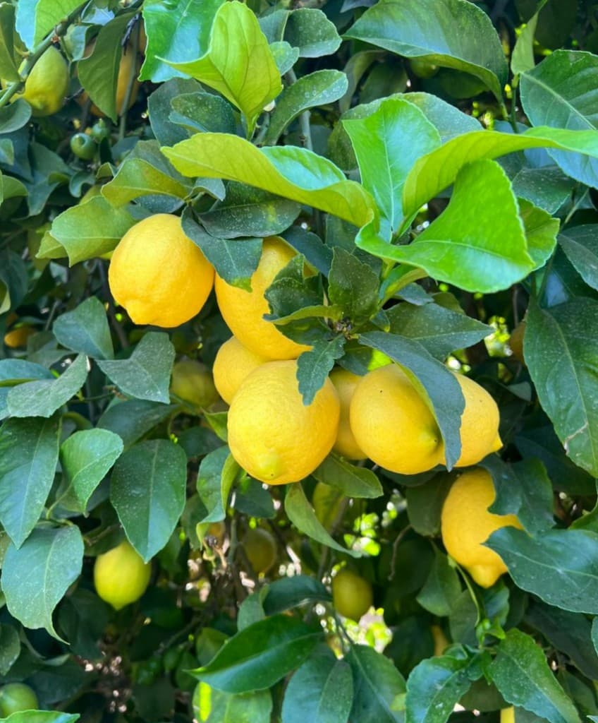 Galería Agro South West - Cítricos 9