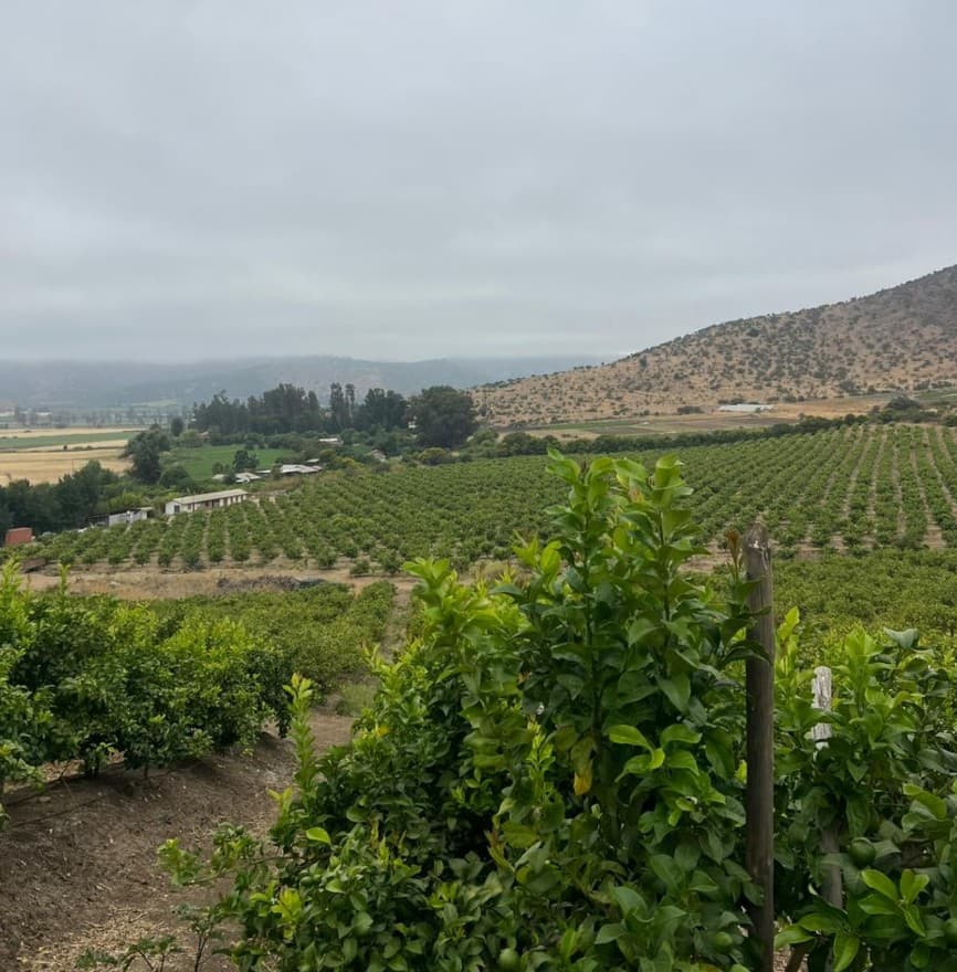 Agro South West - Campo y cítricos Chile