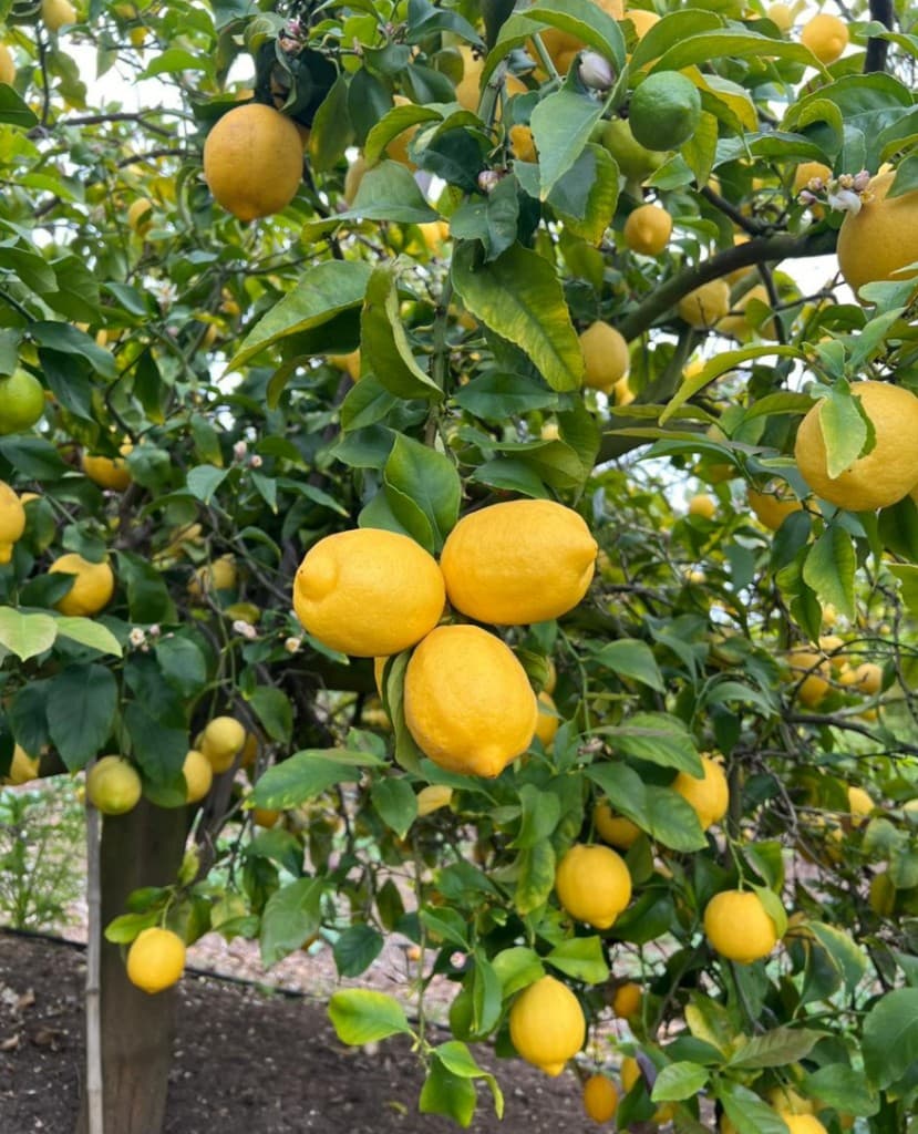 Agro South West - Cítricos frescos exportación