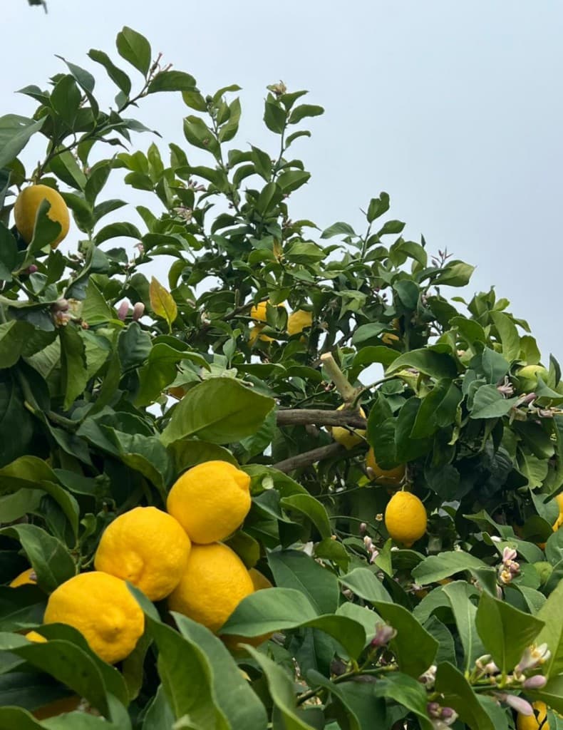 Agro South West - Fruta chilena premium