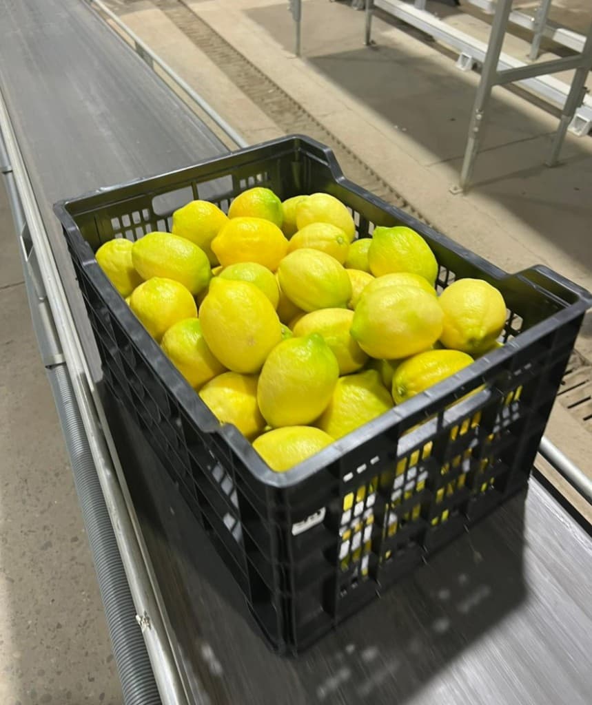 Galería Agro South West - Cítricos 11