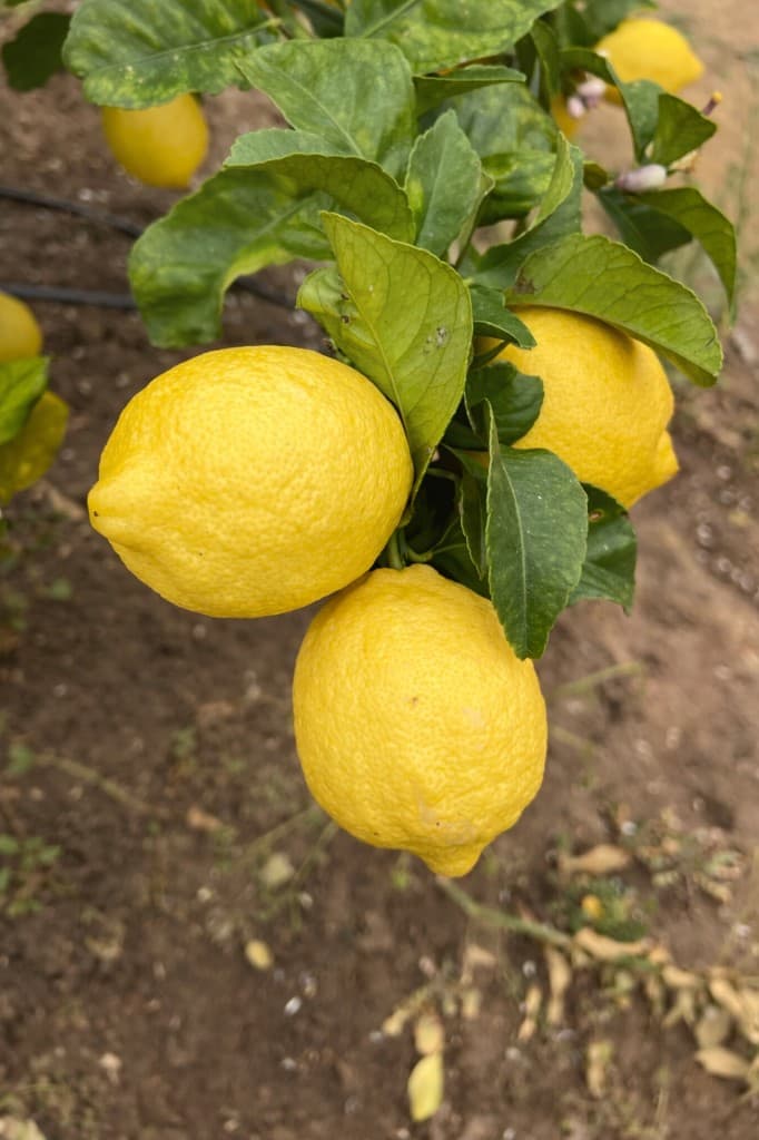 Agro South West - Limones amarillos en árbol