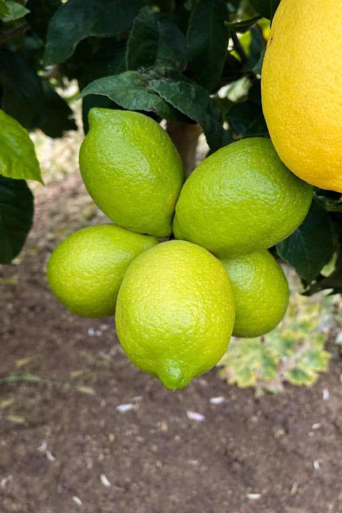 Agro South West - Limones verdes y limón en árbol